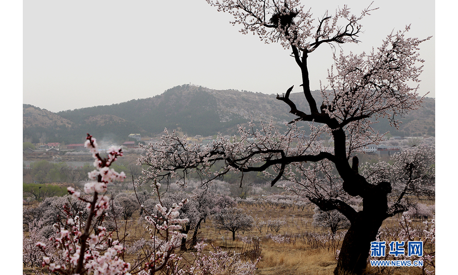 乌素图村落中生长的古杏树。（新华网 徐梅摄）