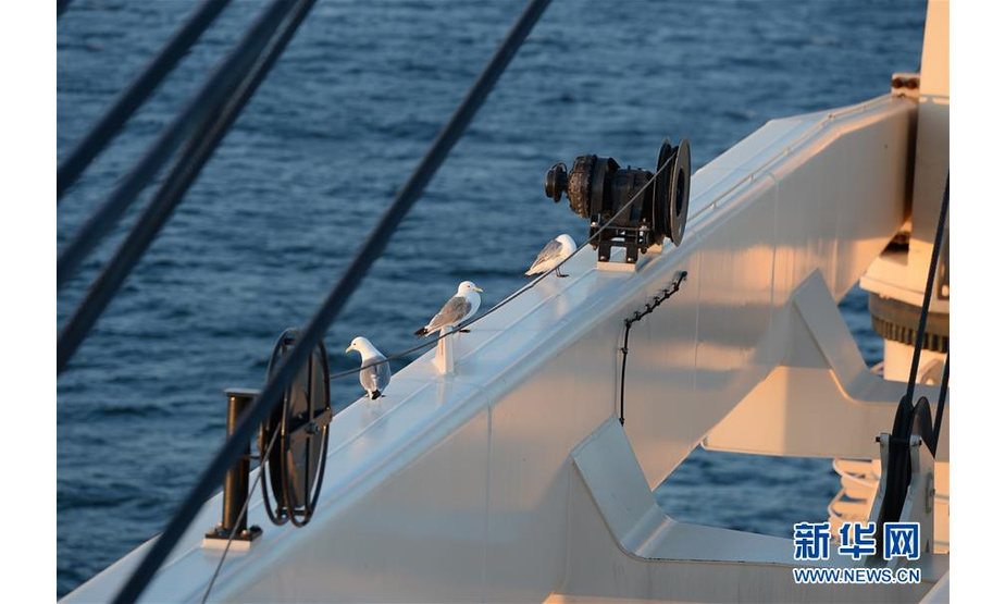 8月15日，在西北太平洋海域，海鸟停留在中远海运“天恩”号货轮上。新华社记者刘红霞摄