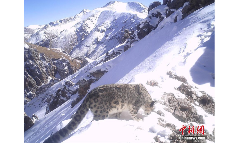 图为红外相机在三江源区域记录到的雪豹影像。山水自然保护中心 供图

