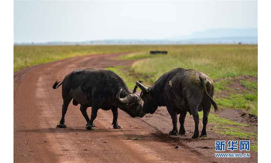 6月17日，在肯尼亚马赛马拉国家保护区，两头水牛在打斗。 新华社记者 李琰 摄