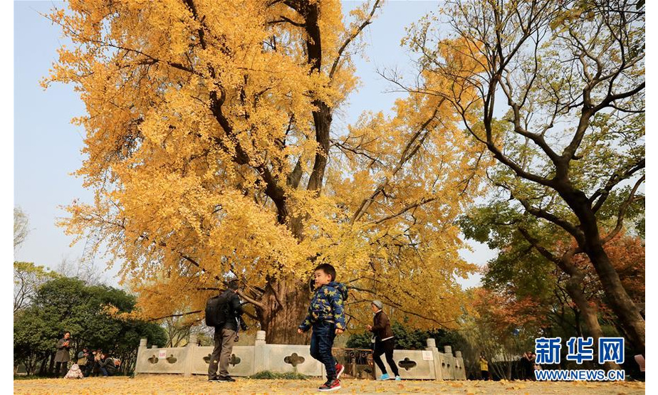 12月11日，游客在古银杏树下赏叶散步。新华社记者 方喆 摄
