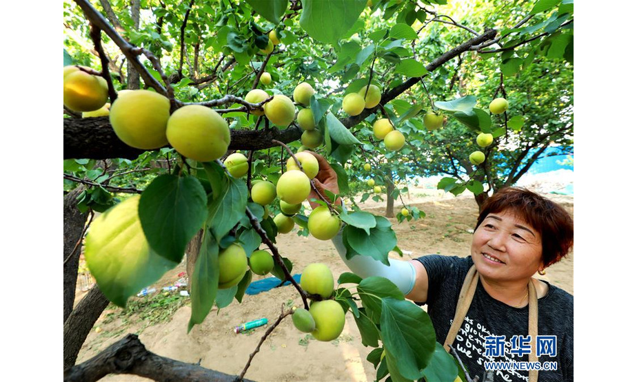 6月15日，河北省巨鹿县西张庄村农民在采摘白杏。新华社记者 牟宇 摄