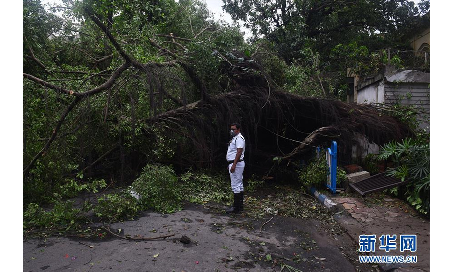 5月21日，在印度加尔各答，一名交警站在倾倒的树木旁。新华社发