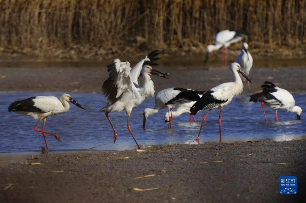 11月14日，一群东方白鹳在曹妃甸湿地觅食。

　　近日，大批南迁的东方白鹳飞抵河北省唐山市曹妃甸湿地休息、觅食。据介绍，该地2020年以来不断加强湿地保护力度，曹妃甸湿地逐渐成为国家一级保护动物东方白鹳的重要栖息地。

　　新华社记者 杨世尧 摄
