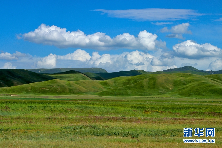 盛夏时节，地处甘肃省张掖市肃南裕固族自治县的皇城草原绿草如茵、山花烂漫，与蓝天白云相互映衬。新华网发（成林 摄）