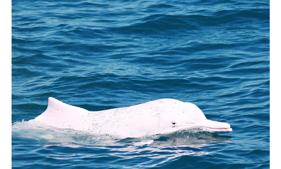 中华白海豚年幼时皮肤是黝黑的，成年后皮肤逐渐褪色，直至老年通体白色，此图为幼豚在嬉戏。中科院深海所供图
