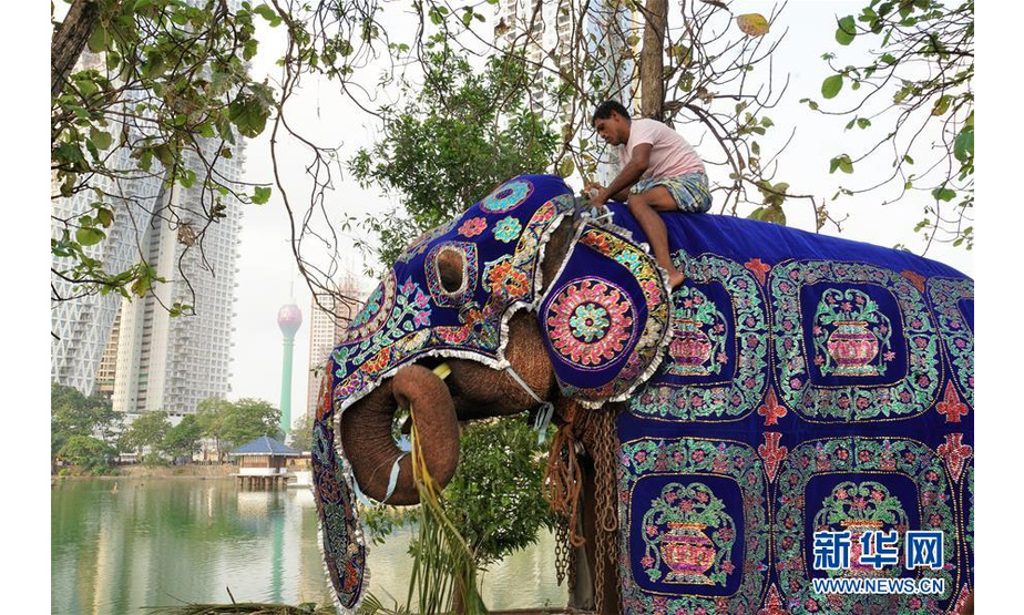 　2月18日，在斯里兰卡首都科伦坡，穿好表演服装的25岁的大象“坎贾纳”站在贝拉湖畔。 位于斯里兰卡首都科伦坡市中心的贝拉湖畔平日里行人不多、十分安宁。不过，在每年2月佛教节日“纳瓦姆月圆节”期间，这里都会因一些远方“贵宾”安营扎寨而失去以往的宁静，它们就是受邀参加月圆节游行的几十头大象。 新华社记者 唐璐 摄
