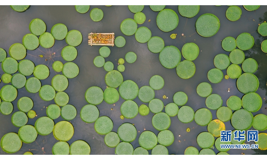 巨大的王莲叶片如同一个个绿色的大玉盘，错落有致地铺满整个水塘，十分壮观。新华网发（赵熠 摄）