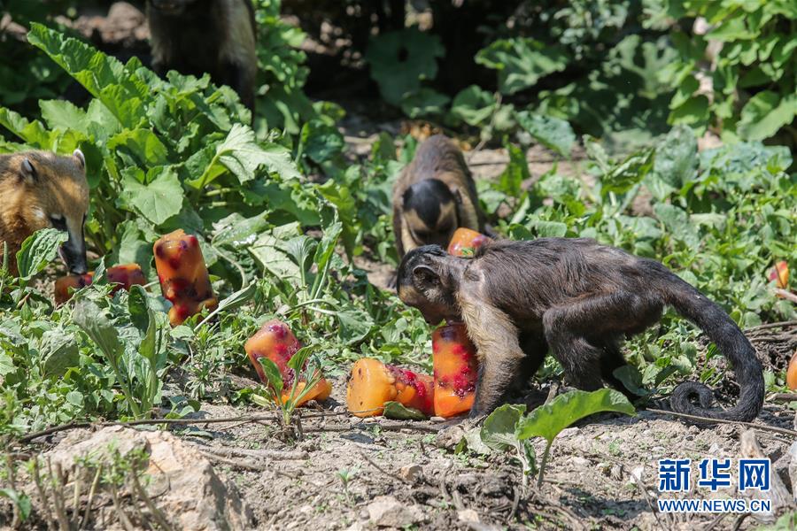 6月27日，在克罗地亚首都萨格勒布，动物园中的猴子在酷暑中享用冰冻水果。 7月12日是今年“三伏”中“初伏”的第一天，这意味着高温高湿的“桑拿天”将逐渐成为天气“主角”，我国大部分地区开启“蒸煮模式”或“烧烤模式”。 而近日北半球多地也处在高温酷暑中。 新华社发（托米斯拉夫·米莱蒂奇摄）