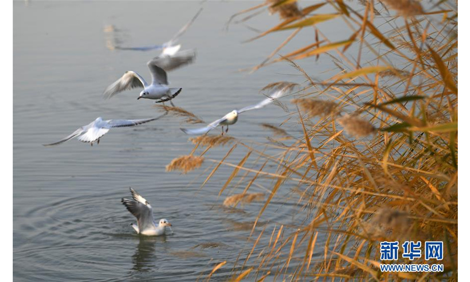 这是10月18日在宁夏沙湖景区拍摄的红嘴鸥。新华社记者 王鹏 摄