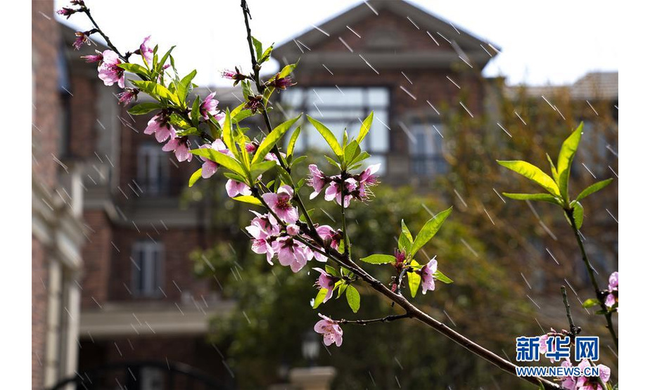 3月23日，上海松江区一居民小区里盛开的桃花。 随着春天到来，上海处处生机盎然，千花百卉争明媚。 新华社记者 张建松 摄