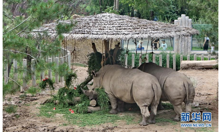 7月18日，在北京动物园，犀牛在防晒棚下吃草。新华社记者 李欣 摄