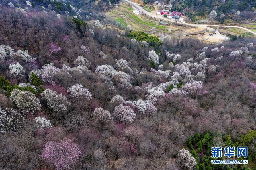安徽省六安市金寨县铁冲乡春花绽放（3月14日摄）。 随着气温回升，各地春花绽放，春意盎然。 