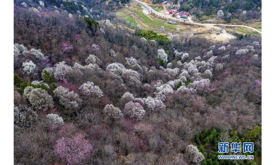 安徽省六安市金寨县铁冲乡春花绽放（3月14日摄）。 随着气温回升，各地春花绽放，春意盎然。 