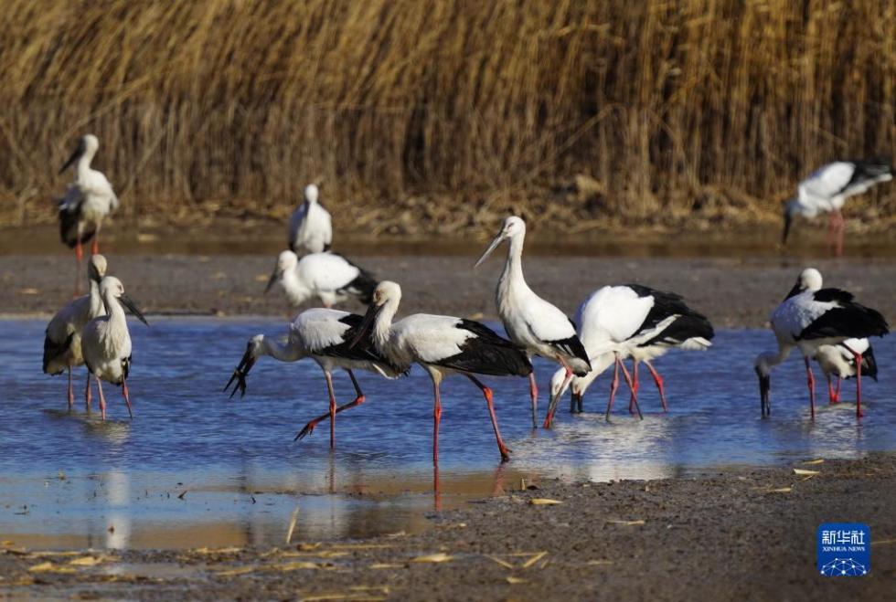 11月14日，一群东方白鹳在曹妃甸湿地觅食。

　　近日，大批南迁的东方白鹳飞抵河北省唐山市曹妃甸湿地休息、觅食。据介绍，该地2020年以来不断加强湿地保护力度，曹妃甸湿地逐渐成为国家一级保护动物东方白鹳的重要栖息地。

　　新华社记者 杨世尧 摄