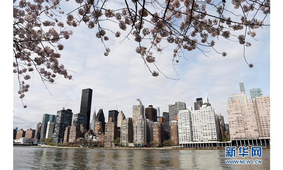 这是4月17日在美国纽约罗斯福岛拍摄的曼哈顿建筑群。随着气温回暖，4月的纽约告别了漫长冬季，春花烂漫，生机盎然。 新华社记者韩芳摄