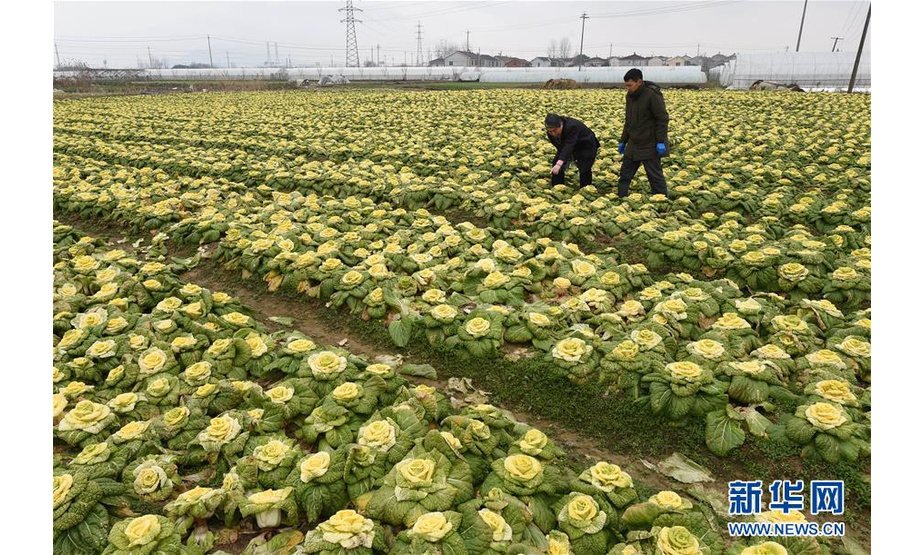 南京农业大学园艺学院侯喜林（左）教授和工作人员在白菜种植基地观察“黄玫瑰白菜”长势。新华社记者孙参摄