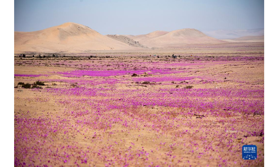 10月14日，智利北部阿塔卡马沙漠中鲜花盛开。

　　在冬季降水量较多的年份，开春之后，阿塔卡马沙漠最南部靠近海岸的地方会有很多沙漠植物发芽、开花。由于今年6月至8月阿塔卡马沙漠南缘经历了几场降水，春季到来时，这里便绽放出大片的花毯。“开花的沙漠”这一现象作为智利北部春季偶有出现的美景，吸引了各地的旅游者，也为当地科学家研究耐旱植物特性、利用基因技术发展耐旱作物提供了“天然实验室”。

　　新华社发（维克多·奥维勒斯摄）