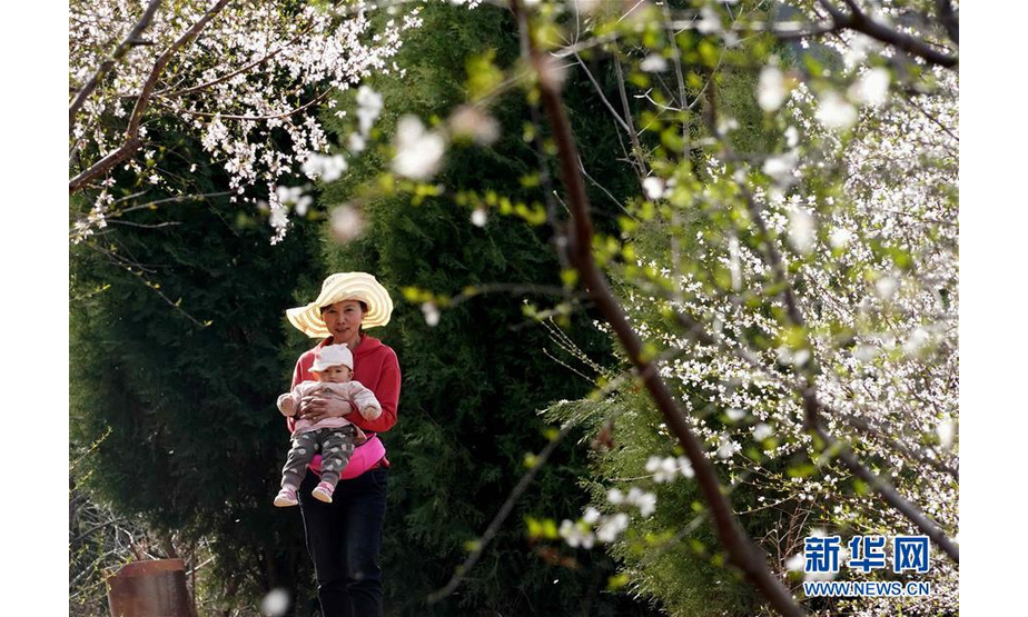 在洛宁县罗岭乡花树凹村“爱和小镇”内，一名抱着孩子的游客从桃树旁走过（3月25日摄）。 新华社记者李安摄