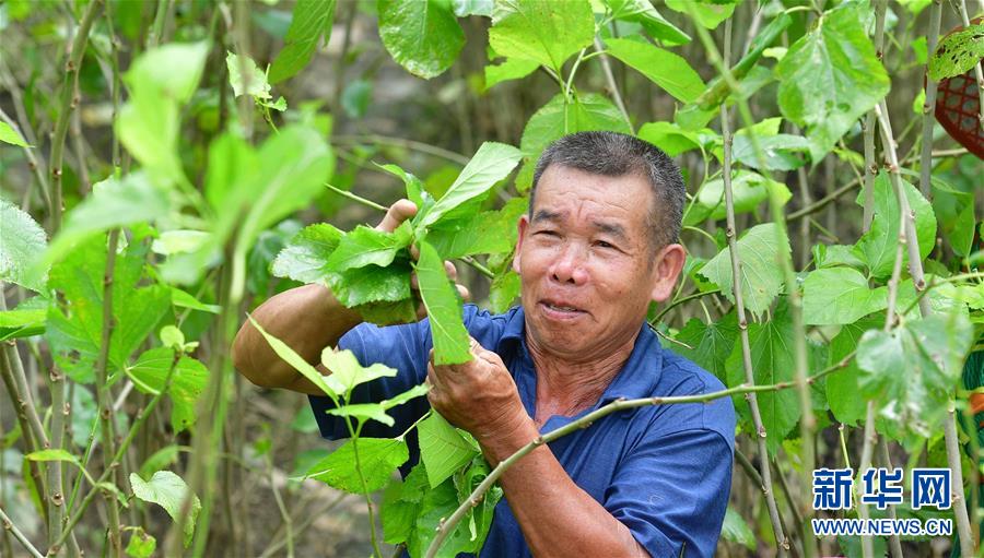 7月10日，在广西柳州市柳南区流山镇广荣村，村民在摘桑叶。新华社记者 黄孝邦 摄