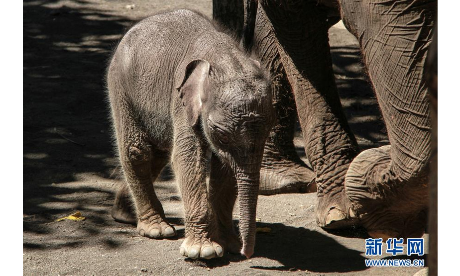 7月13日，在印度尼西亚玛琅的一家动物园里，一只8天大的苏门答腊象宝宝与妈妈在一起。 这只雄性小象被取名为“敦博”，本月5日在这家动物园降生。苏门答腊象是体型最小的亚洲象，属于严重濒危物种。 新华社发（诺万塔摄）
