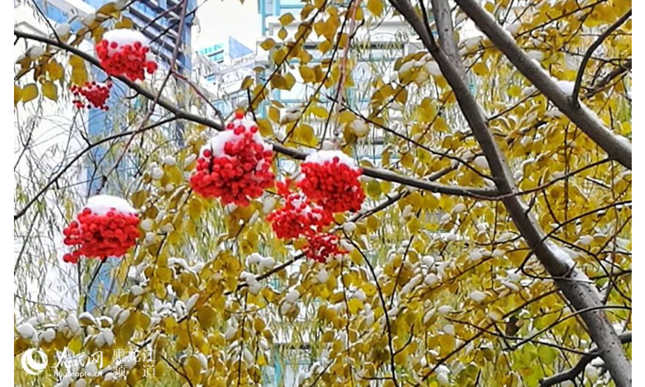 人民网哈尔滨10月29日电（焦洋）从10月26日夜间开始，哈尔滨持续降雪。在这深秋的时节，一场久违了的瑞雪纷飞，为大地和花草树木披上了银白色，让人们感觉到了冬季的临近。

降雪后，红花、绿草、秋落叶在白雪的映衬下分外妖娆，颜色鲜艳，白里透着红、透着绿、透着黄……2018年秋末初冬的首次降雪，调动了哈尔滨市民赏雪、玩雪的热情，纷纷来到户外记录下身边的雪景。拿起手机人人都是“摄影师”，一场晒雪景的网络接力搅热了冰城人的“朋友圈”。秋的果实。付春梅 摄