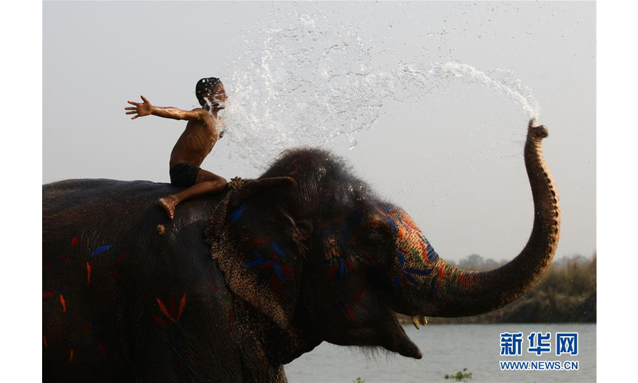 2018年12月27日，在尼泊尔奇特旺，一名儿童在大象节上和大象戏水。 尼泊尔位于喜马拉雅山南麓，与中国和印度相邻，是一个内陆山国。 新华社发（苏尼尔·夏尔马摄）