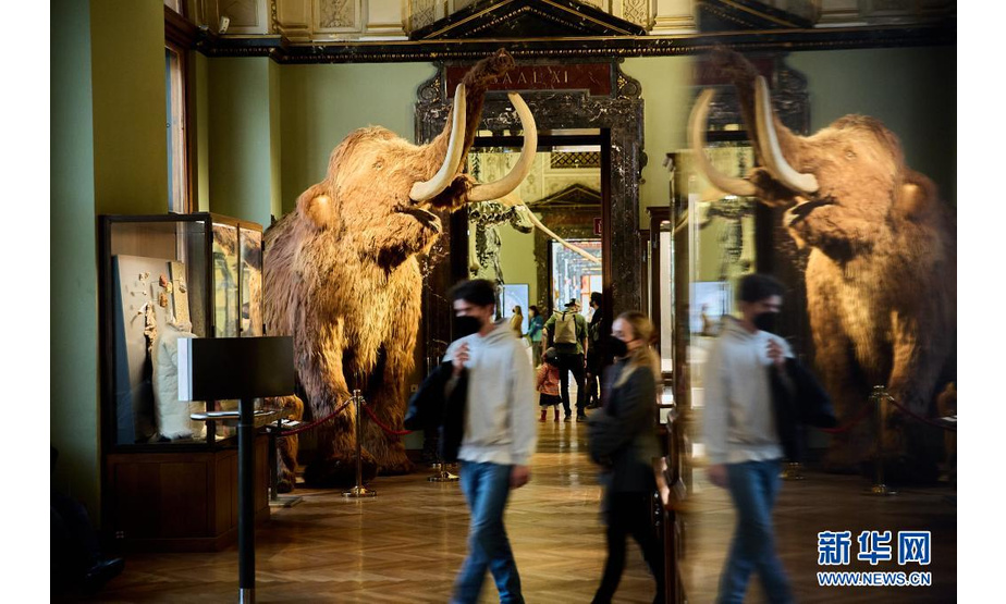 5月12日，游客参观奥地利维也纳自然历史博物馆。

　　近日，随着奥地利疫情限制措施的进一步放松，其首都维也纳的博物馆也再次开门迎客。维也纳自然历史博物馆是世界著名博物馆之一，收藏了来自生物学、地球科学、人类学和考古学等领域的超过3000万件藏品。

　　新华社发（乔治斯·施耐德摄）