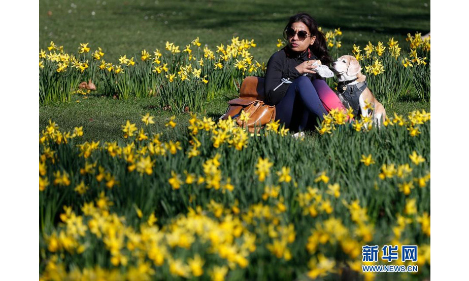 2月26日，一名女子与小狗在英国伦敦圣詹姆斯公园的花丛中休闲。新华社记者 韩岩 摄