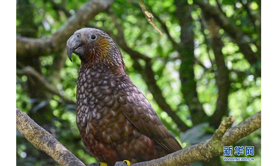 这是在新西兰首都惠灵顿齐兰迪亚自然保护区拍摄的卡卡鹦鹉（2021年5月16日摄）。新华社记者 郭磊 摄