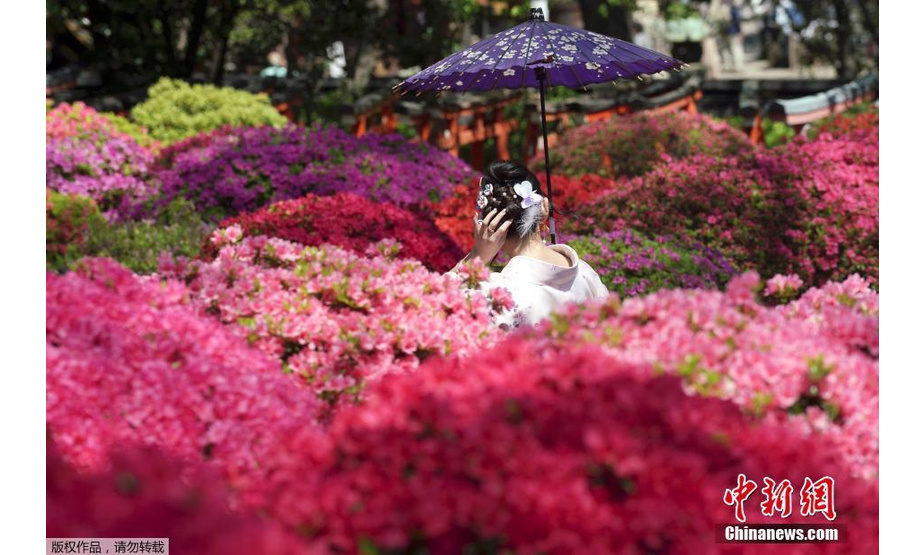 当地时间2019年4月16日，日本东京，根津神社里杜鹃花盛放，一名身着和服的女子在花间拍照。