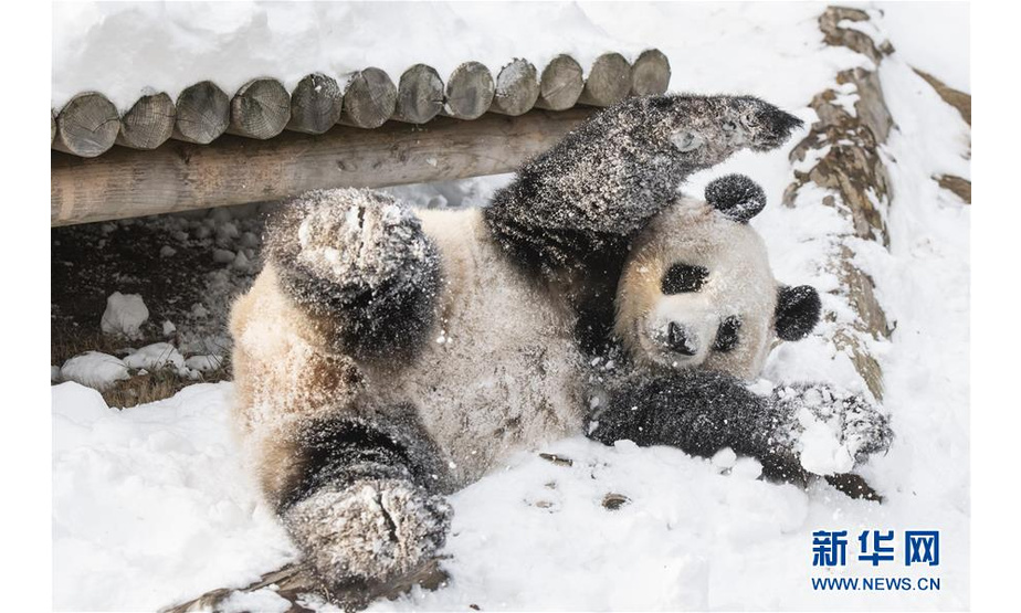 1月15日，在韩国京畿道龙仁市的爱宝乐园“熊猫世界”，大熊猫“爱宝”在雪地里玩耍。

　　当日，“熊猫世界”开业1000天。这里饲养着来自中国的旅韩大熊猫“爱宝”和“乐宝”。

　　新华社发（爱宝乐园供图）