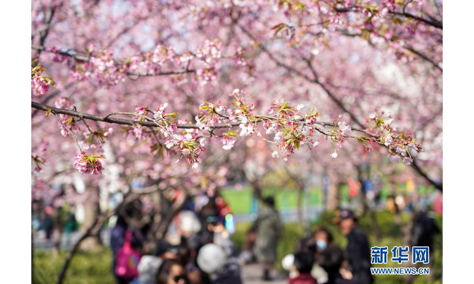 3月2日在静安雕塑公园拍摄的樱花。

　　当日，上海阳光明媚，上海静安雕塑公园的樱花大道上早樱盛开，吸引众多市民游客前来观赏樱花，享受美好春光。

　　新华社记者 王翔 摄