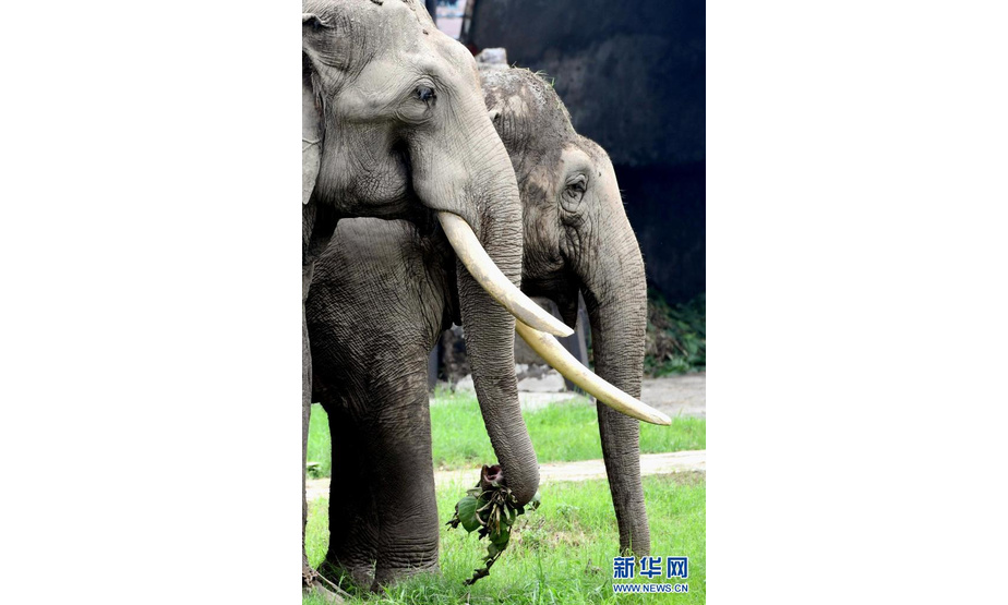 这是8月1日在印度新德里动物园拍摄的大象。

　　因新冠疫情而关闭的印度新德里动物园当日重新对公众开放。

　　新华社发（帕塔·萨卡尔摄）