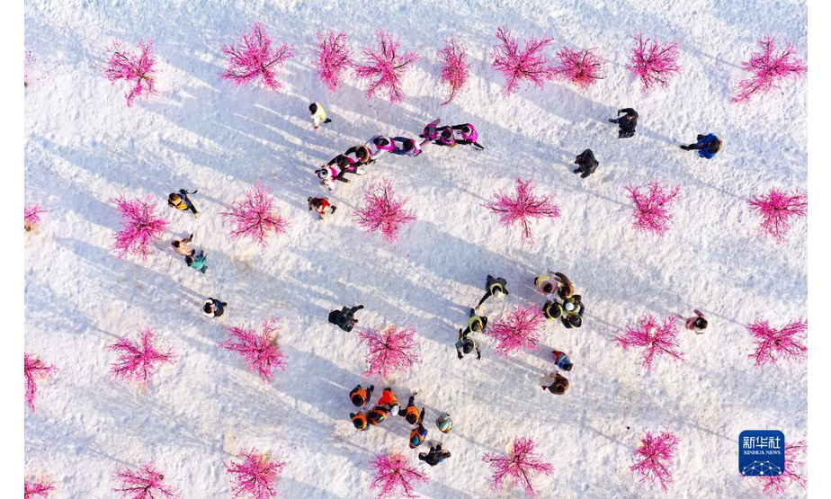 1月10日，宁夏医科大学的留学生在稻渔空间参加雪地跑比赛（无人机照片）。

　　当日，宁夏医科大学的27名留学生在老师的陪同下，来到银川市贺兰县稻渔空间体验冰上爬犁、冰上滑车、雪地跑和雪圈等项目，感受中国浓厚的冰雪氛围，共同迎接北京冬奥会的到来。新华社记者 冯开华 摄