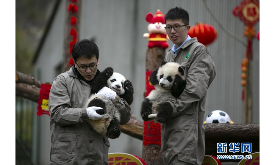 1月17日，在中国大熊猫保护研究中心卧龙神树坪基地，工作人员抱着大熊猫宝宝与游客见面。 当日，中国大熊猫保护研究中心2019级新生大熊猫宝宝集体亮相，为新春佳节送上“萌萌的祝福”。 新华社记者 李梦馨 摄