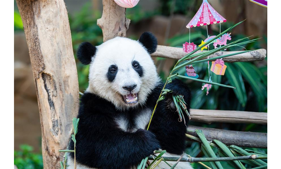 1月14日，在马来西亚吉隆坡附近的马来西亚国家动物园，大熊猫宝宝“谊谊”品尝生日“大餐”。马来西亚国家动物园14日为在马出生的第二只雌性大熊猫宝宝“谊谊”庆祝两周岁生日。新华社记者 朱炜 摄
