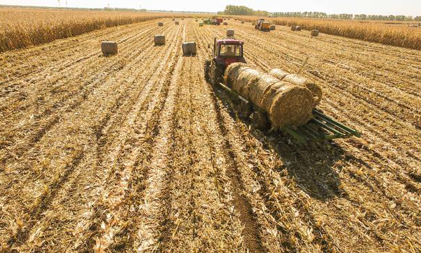 秸秆加益生菌可喂家畜 明年我省900万吨秸秆变身饲料