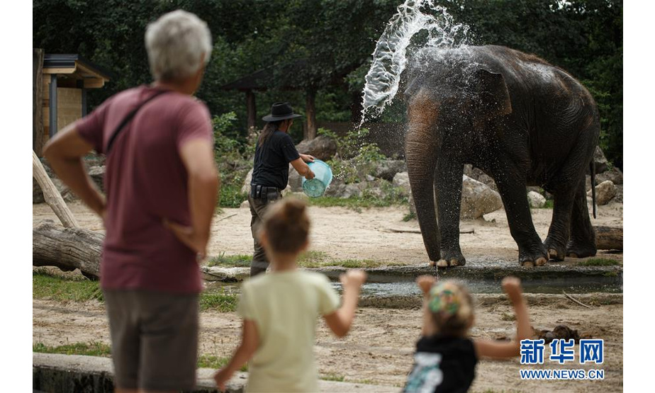 8月11日，在斯洛文尼亚卢布尔雅那动物园，亚洲象“恒河”和饲养员马蒂亚在一起。  新华社发（泽利科·斯特凡尼奇摄）