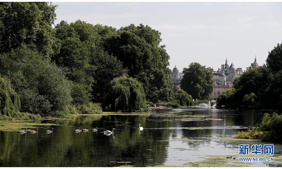 7月20日，水禽在英国伦敦圣詹姆斯公园的湖面上游弋。

　　连日来，英国伦敦天气晴好，气象局连续发布高温预警，本年度高温纪录多次被打破。

　　新华社记者 韩岩 摄