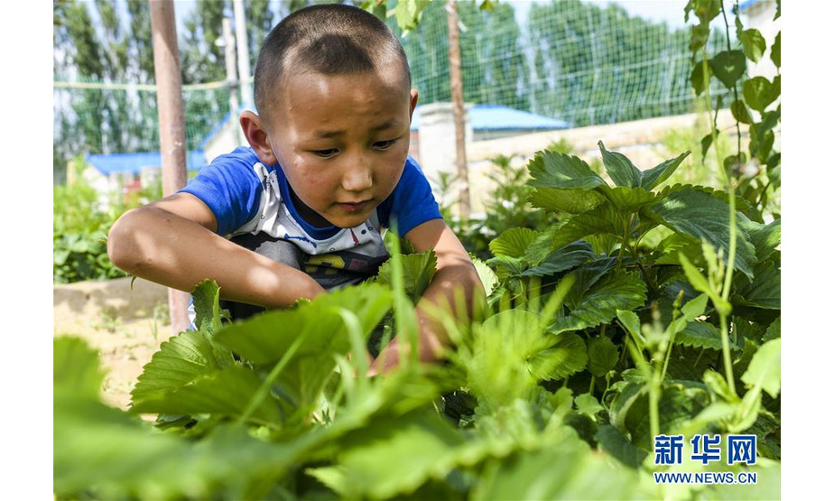 在新疆特克斯县境内的牧民定居点，一名小朋友帮家人采摘自家种植的水果（7月6日摄）。新华社记者 王菲 摄