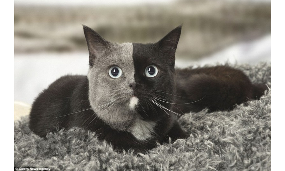 小猫的脸被一条完美界线分成灰黑两色。一只英国短毛猫是个天生的“两面派”。一条清晰的分界线将它可爱的小脸从中间分开，左边是浅灰色，右边是黑色，十分有趣。这种鲜明的外貌特征往往是由基因嵌合造成的，是两枚受精卵融合的结果。这种现象十分罕见，不过在包括人类在内的许多物种身上都可能发生。