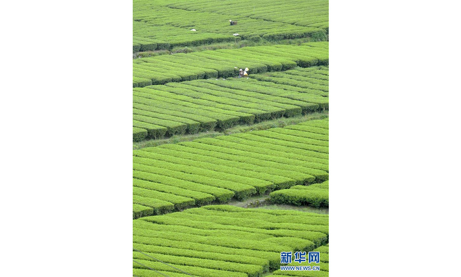4月21日，茶农在湖北省宣恩县椒园镇石马村一处茶园里采茶。新华社发（宋文 摄）