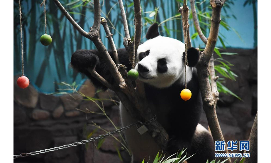 7月15日，济南野生动物世界的大熊猫“二喜”在享用园区工作人员为它准备的包裹着冰块的水果。新华社记者 王凯 摄