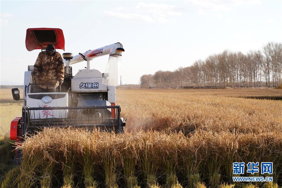 10月15日，在黑龙江省红卫农场，收割机在田间收获水稻。 时下正值“北大仓”黑龙江省的秋收季，在垦区的各水稻种植区，收割机械在田间忙碌收获。 新华社记者 王建威 摄
