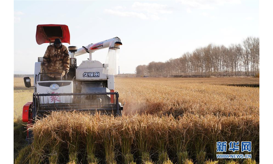 10月15日，在黑龙江省红卫农场，收割机在田间收获水稻。 时下正值“北大仓”黑龙江省的秋收季，在垦区的各水稻种植区，收割机械在田间忙碌收获。 新华社记者 王建威 摄