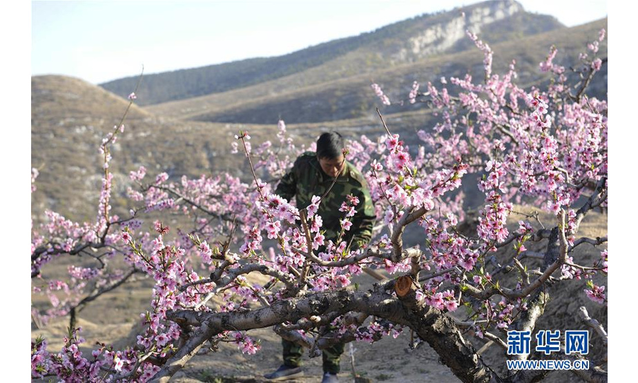 　4月14日，在山东省淄博市沂源县南鲁山镇茨峪村，果农在管护桃树。 新华社发（刘克伟 摄）