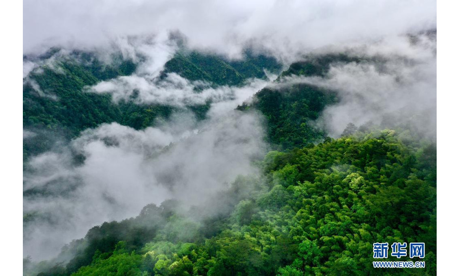　5月17日，武夷山国家公园桐木村附近群山云雾缭绕（无人机照片）。

　　近日，福建武夷山地区迎来持续降雨。山林在雨水的润泽下，更显秀美。

　　新华社记者 姜克红 摄