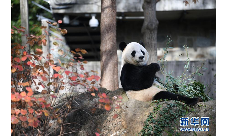 11月11日，在美国华盛顿，中国旅美雄性大熊猫“贝贝”在美国国家动物园玩耍。新华社记者 刘杰 摄