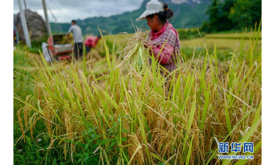 9月19日，花田乡何家岩村村民在收获稻米。新华社记者 刘潺 摄
